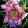 ssnlaf