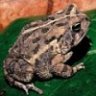 gardentoad