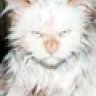 Tigercat