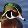 duckmother