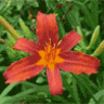 LilyJunkie