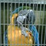 featherphobia