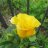 bloomers
