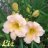 thesecretgarden