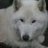 White_Wolfe
