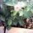gardengreenie