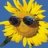 SunflowerOcity