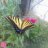 desertflower