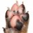 DogThumbs