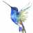 Hummingbird