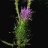 bullthistle