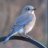 Bluebirdie