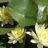 mysisterdalesgarden