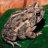 gardentoad