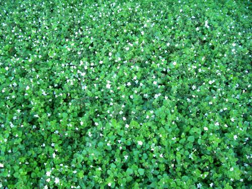 Ground Cover With Small Leaves And, Ground Cover Plant With Small White Flowers